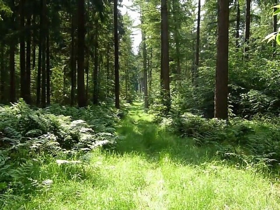 Drangstedter wald mit grabhügel