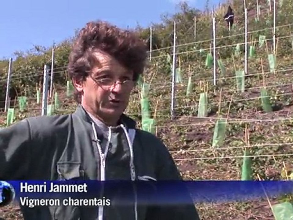 Les terrils du Pas-de-Calais reconvertis en vignes