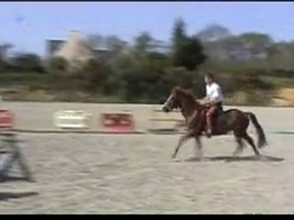 Ecuries du Nevez Sylver 5