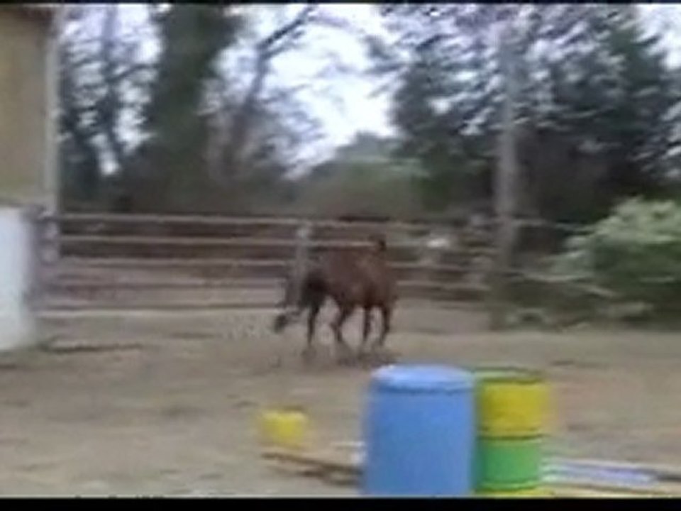 Ecuries du Nevez Sylver 6