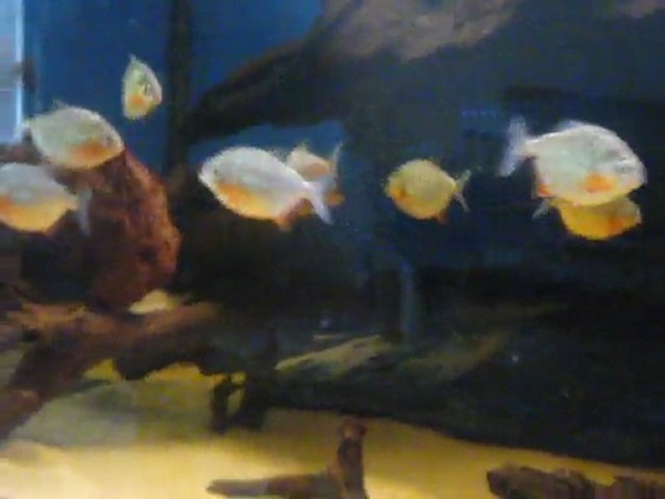 my pygocentrus nattereri