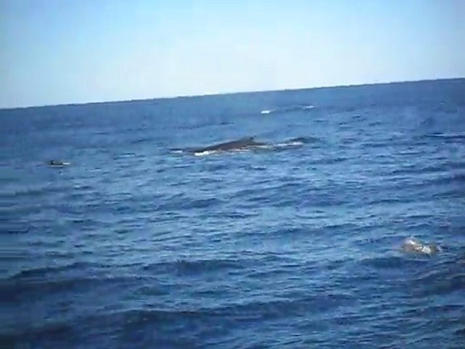 Whales Watching, Gold Coast 2011