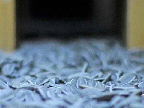 Ai Weiwei – Sunflower Seeds