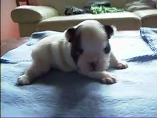 Mâle caille 3 semaines