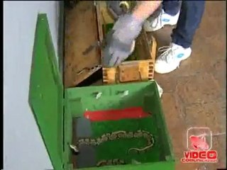 Campania - Sequestro di animali esotici