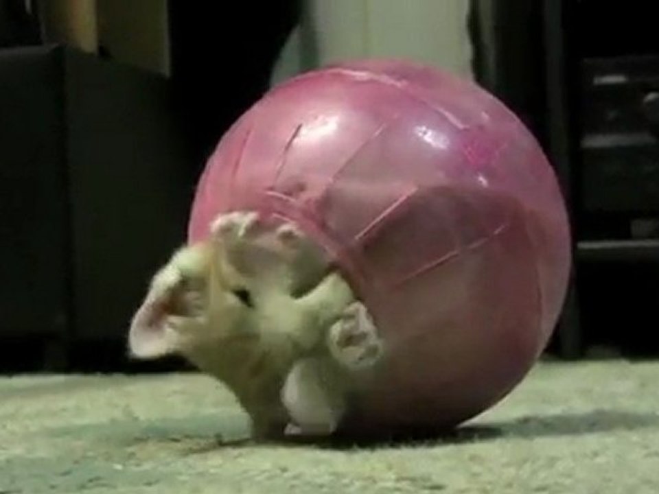 Un chat coincé dans une boule pour hamster