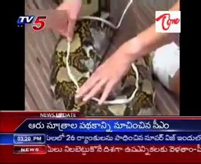 World's Largest Python at London Zoo