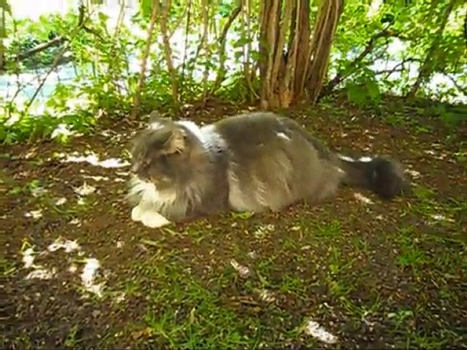 Film på Revis 26 Maj - 11.  Med musik.