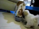 Annoying Puppy Harasses Feeding Cat