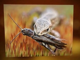 Pest Control Sacramento Ca