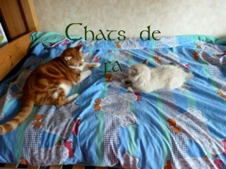 Le monde de mes chats