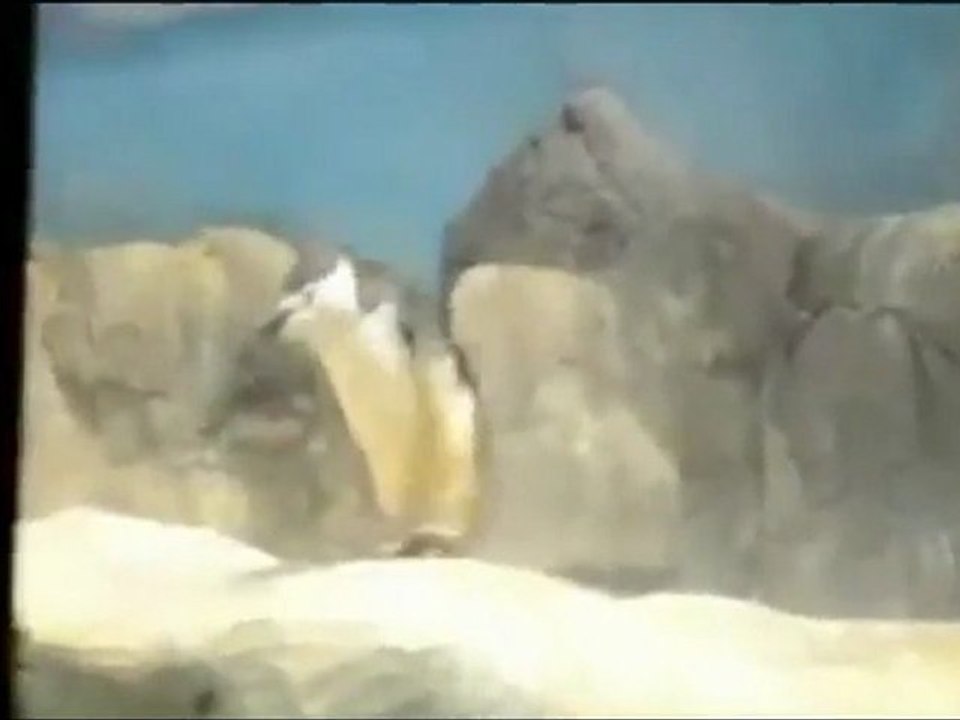 Penguin Practices Walking