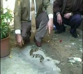 Yılancı Hacı Taci Macit Engelek Yılanı