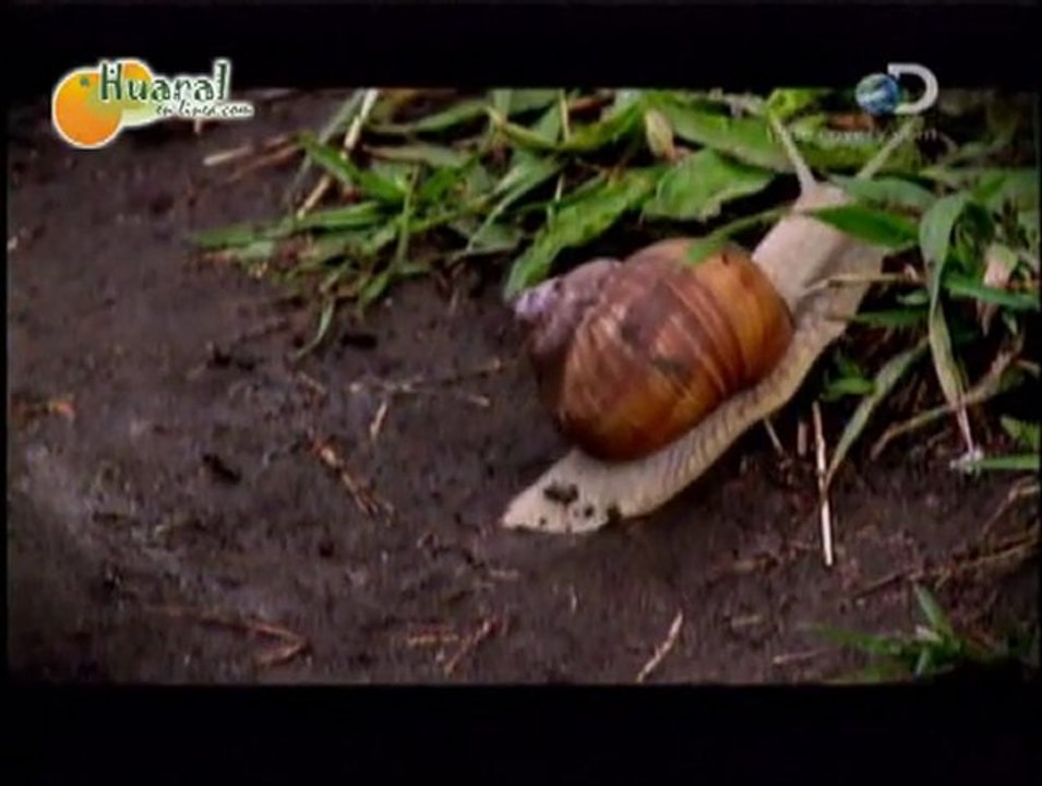 Discovery  Amenaza Extraterrestre 4