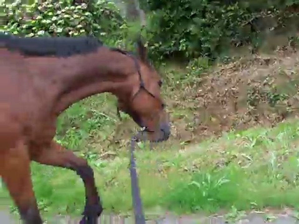 Onze trot pieds nus et encolure d'étalon 15/6/11