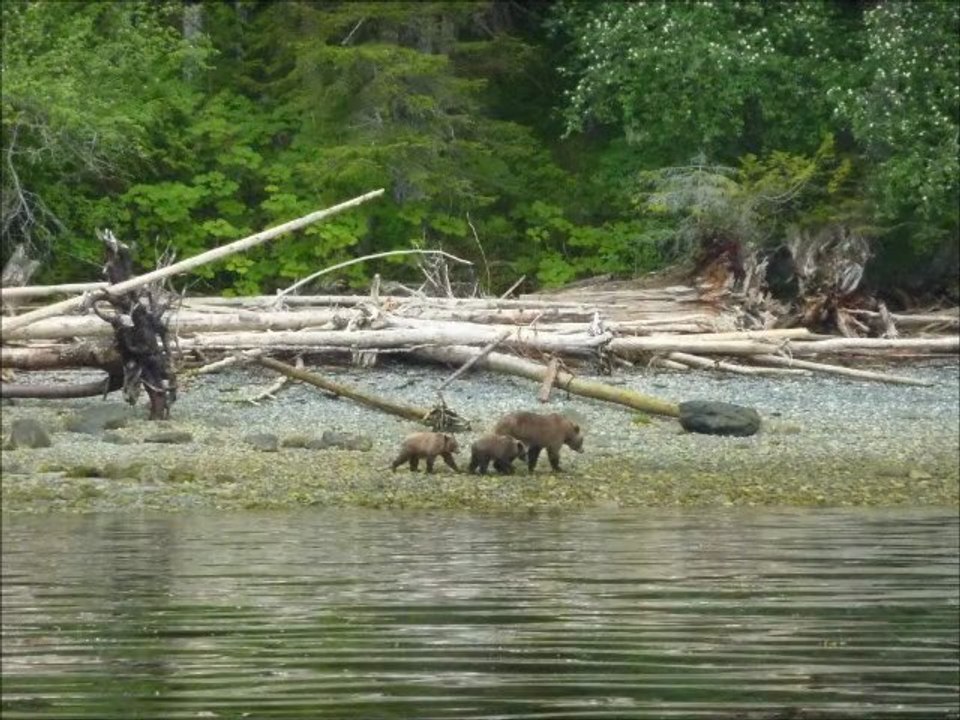 Tide Rip Bear Watching mai 2011.avi