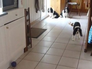 Bébés Daelynn &  Heaven