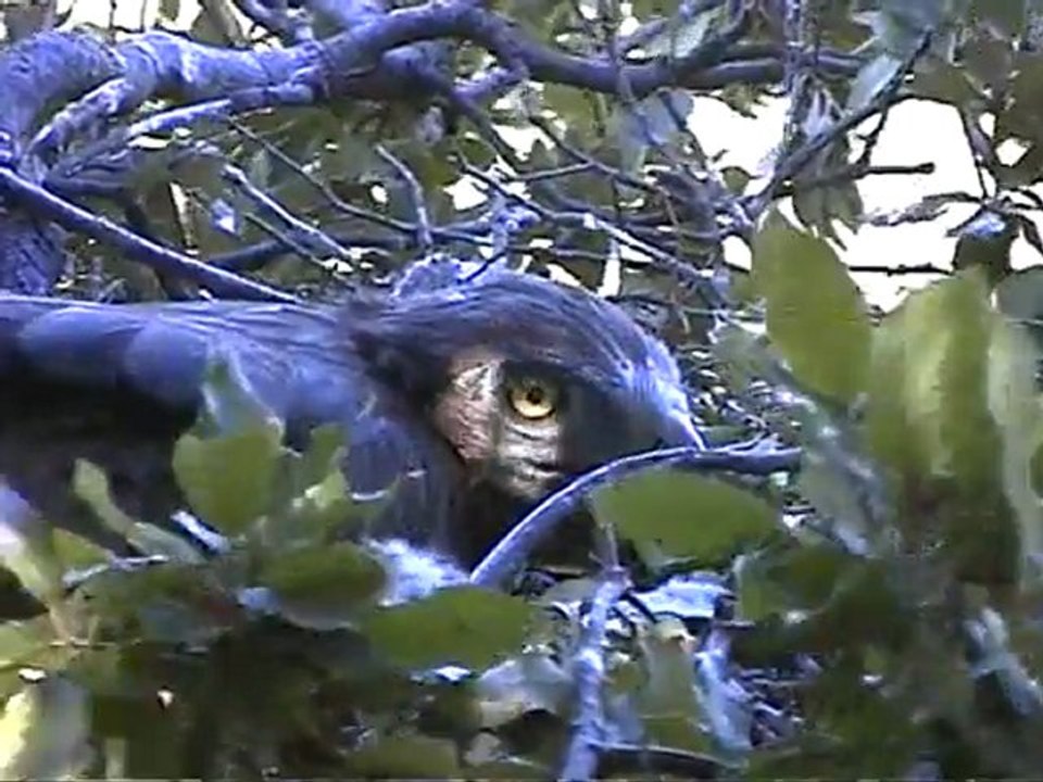 Extrait du film "Le Busard cendré, prince des garrigues"