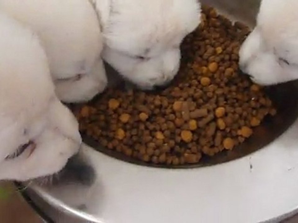 Bébés Daelynn &  Heaven