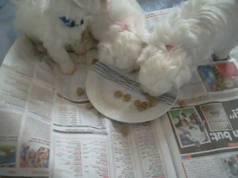 cannelle et sam bb's premier repas des chiots :)