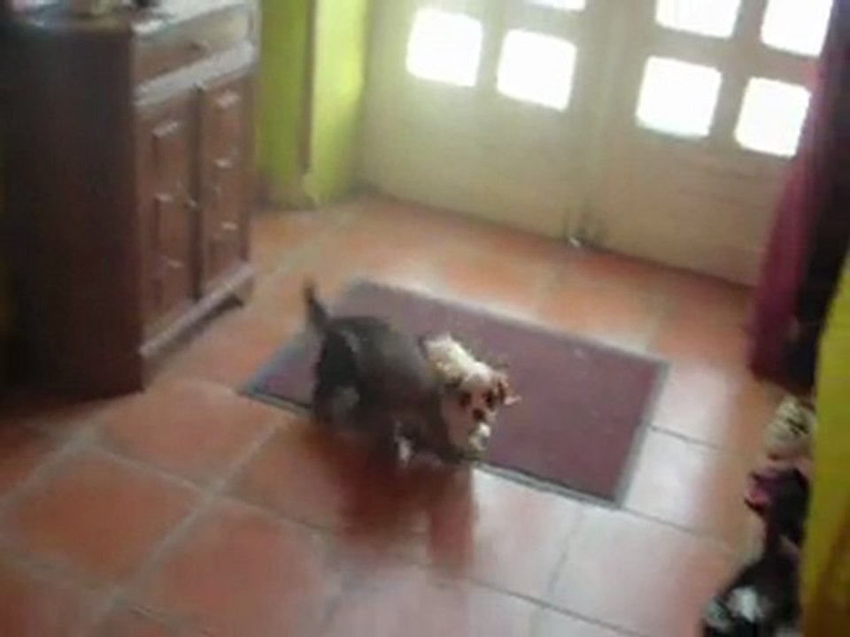 2 VIDEO GINGER ET GAUFFRETTE