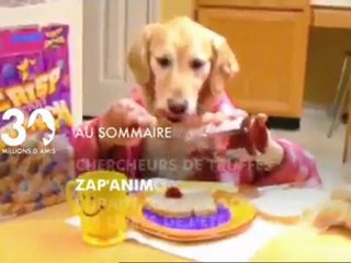 Sommaire emission 30 Millions d'Amis 19 06 11