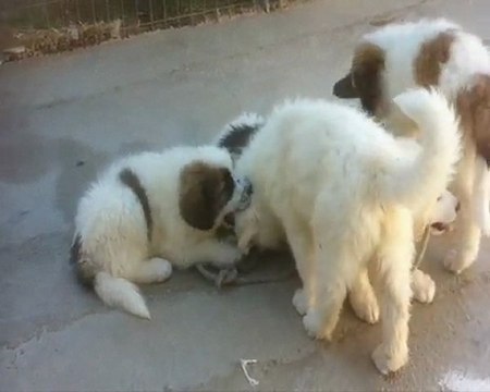Cachorros Mastin Pirineo - Pyrenean Mastiff Puppies - Chiots Mâtin Pyrenees