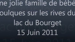 BEBES FOULQUES LAC DU BOURGET JUIN 2011