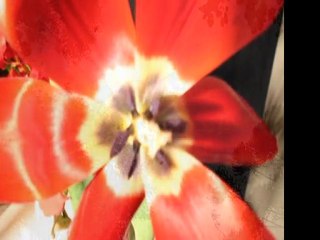 Tranquilidade - Ong Neuroticos Anonimos