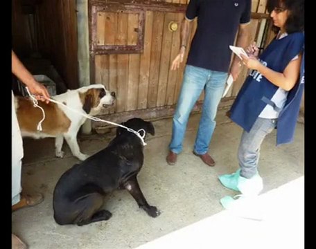 Ministero della Salute - Lotta ai maltrattamenti e canili lager