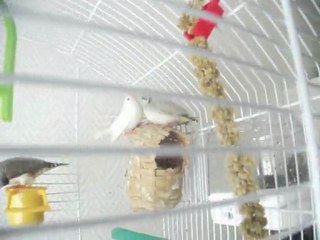 Bébés mandarins venant de sortir du nid