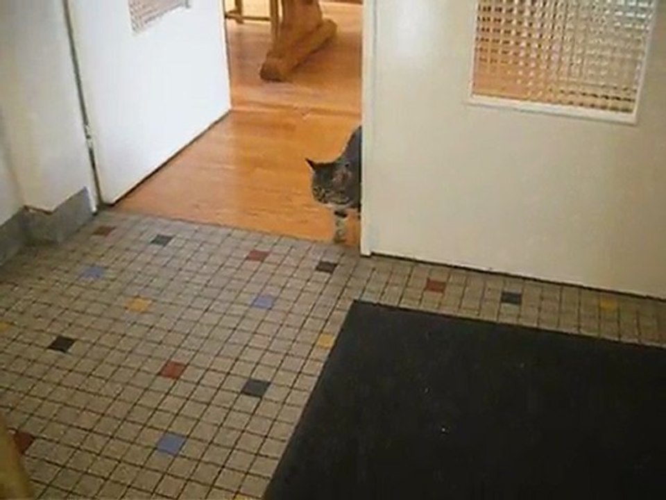 Chatte en chaleur