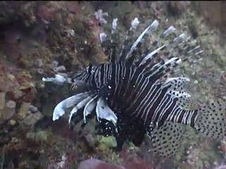 Koh Phi Phi 2011 -  Immersion Totale I