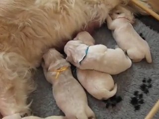 chiots golden retriever à 1 semaine