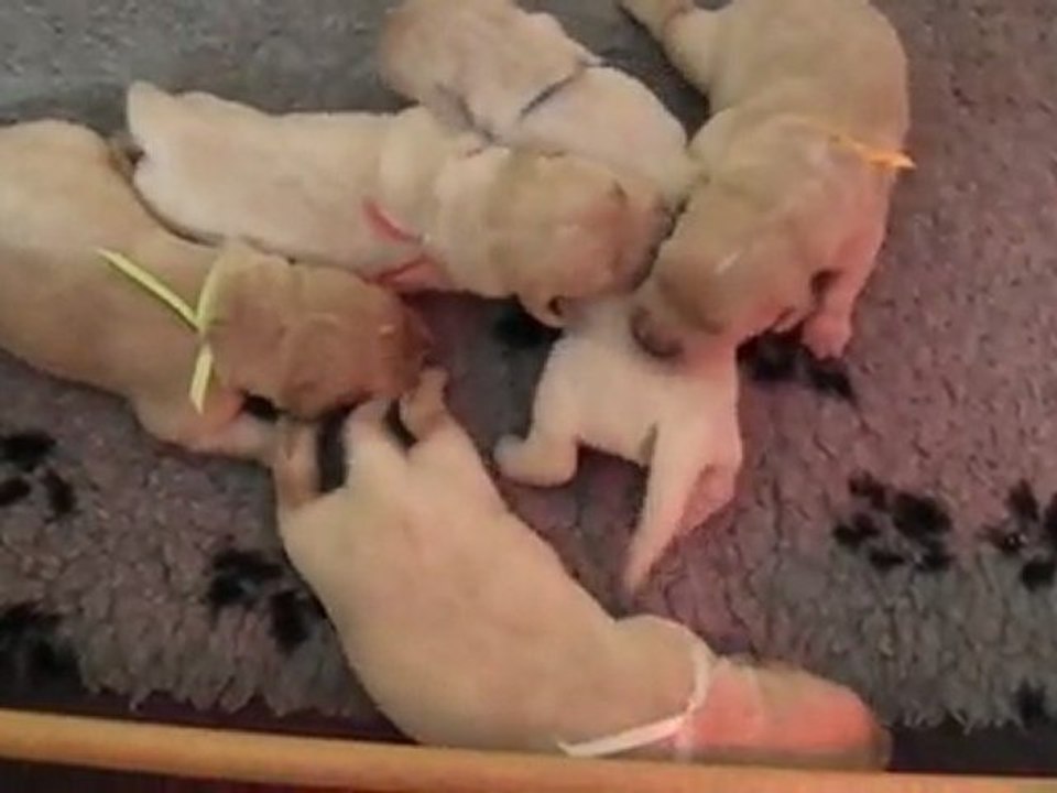 chiots golden retriever à 1 semaine