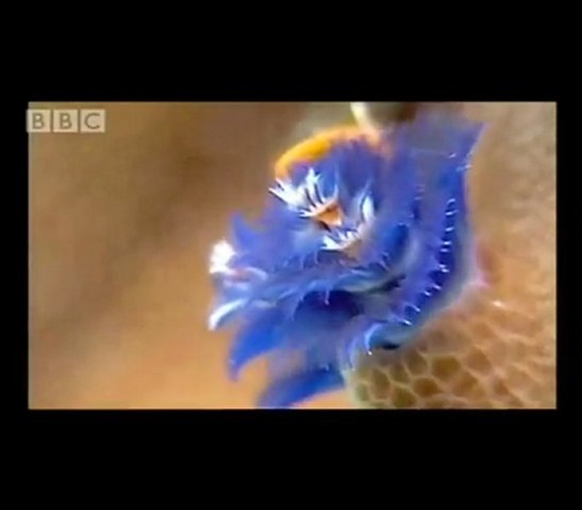 Coral Bleaching - CO2 Effects on Coral Reefs