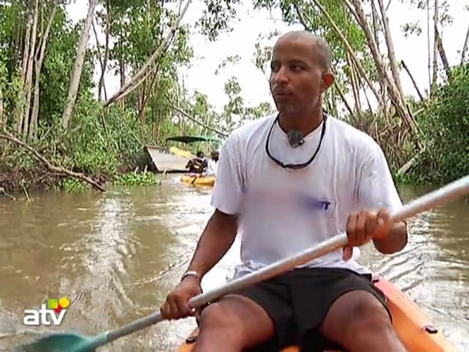 Mangrove 2ème partie