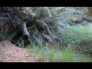 MAROC-CHANTS D'OISEAUX DANS LA PALMERAIE- mai 2010