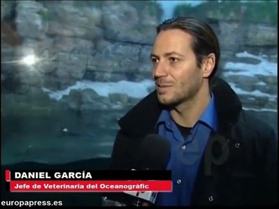 Pingüinos Rey llegan al Oceanográfic