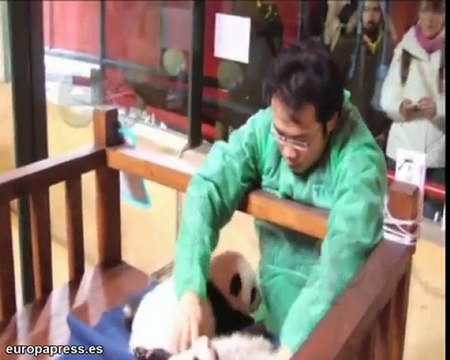 Las crías de oso panda, de la incubadora a la 'cuna'