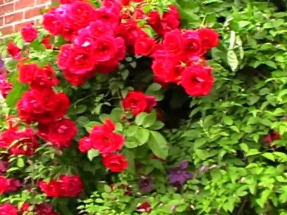 Plaisir D'amour-Edward Simoni