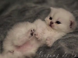 Speaking Cat / Le Parler Chat