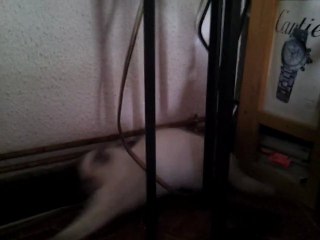 Plume-2011-06-13_4 RAGDOLL