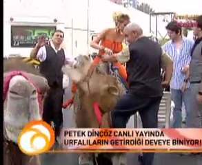 PETEK DİNÇÖZ CANLI YAYINDA DEVEYE BİNDİ