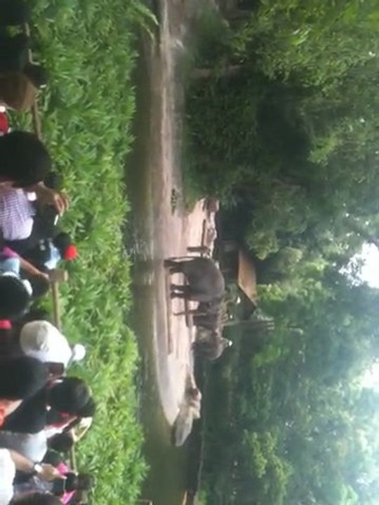 Singapore Zoo