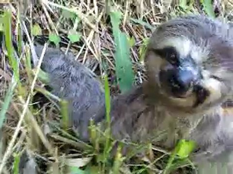 SAUVENT UN PARESSE - PAR VALDEMIR MOTA DE MENEZES