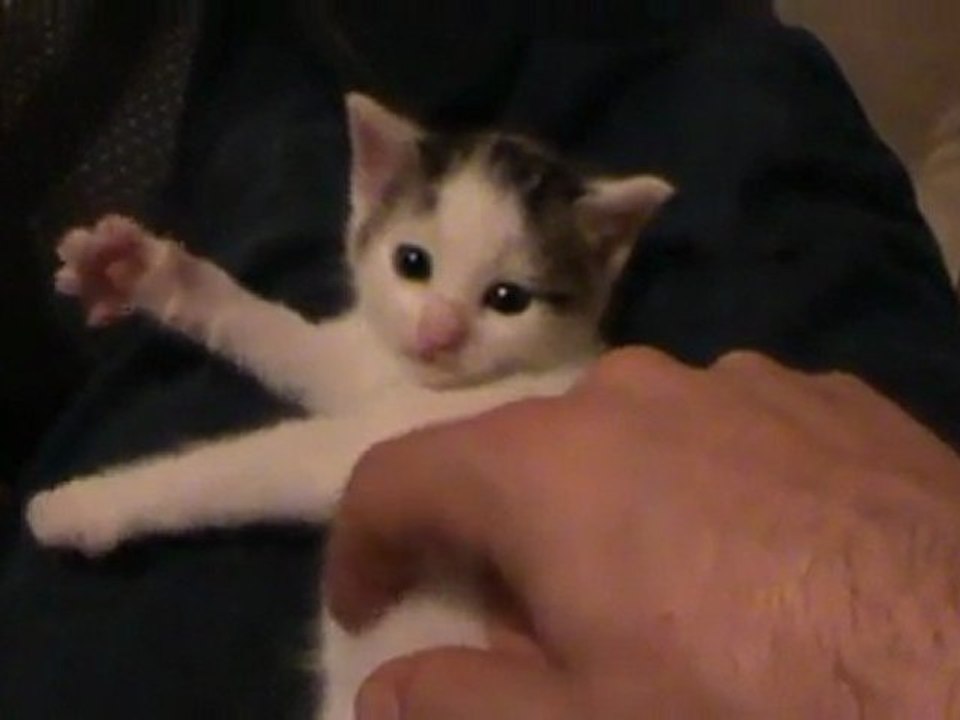 Le Chaton qui Joue de la Harpe (HQ)