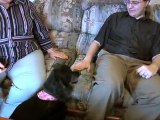Volunteers Adopt Hospice Pets (UMTV)