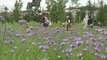 Lyon : un jardin géant sur la place Bellecour