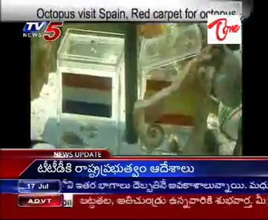 Octopus visit Spain, Red carpet for octopus